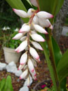 Alpinia zerumbet "Shell Ginger"